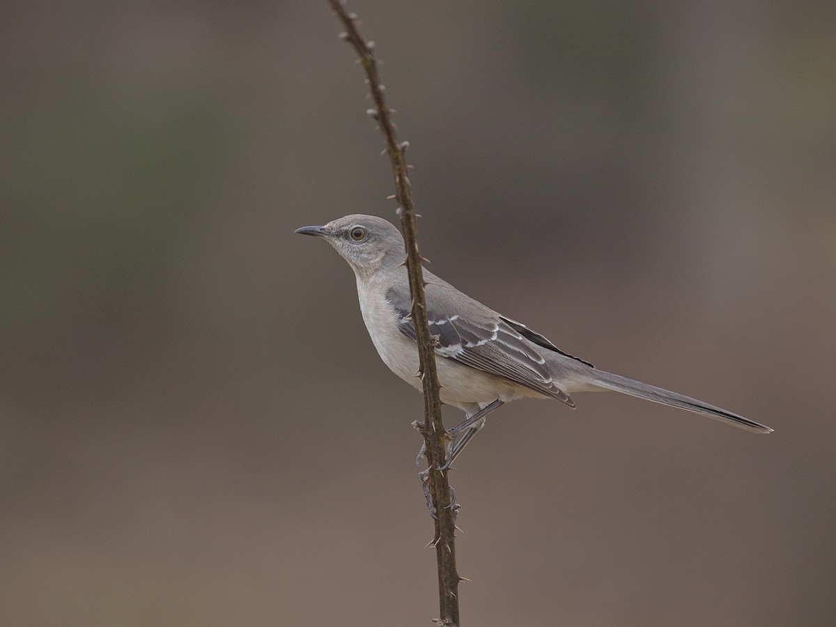 Northern Mockingbird - ML316530881