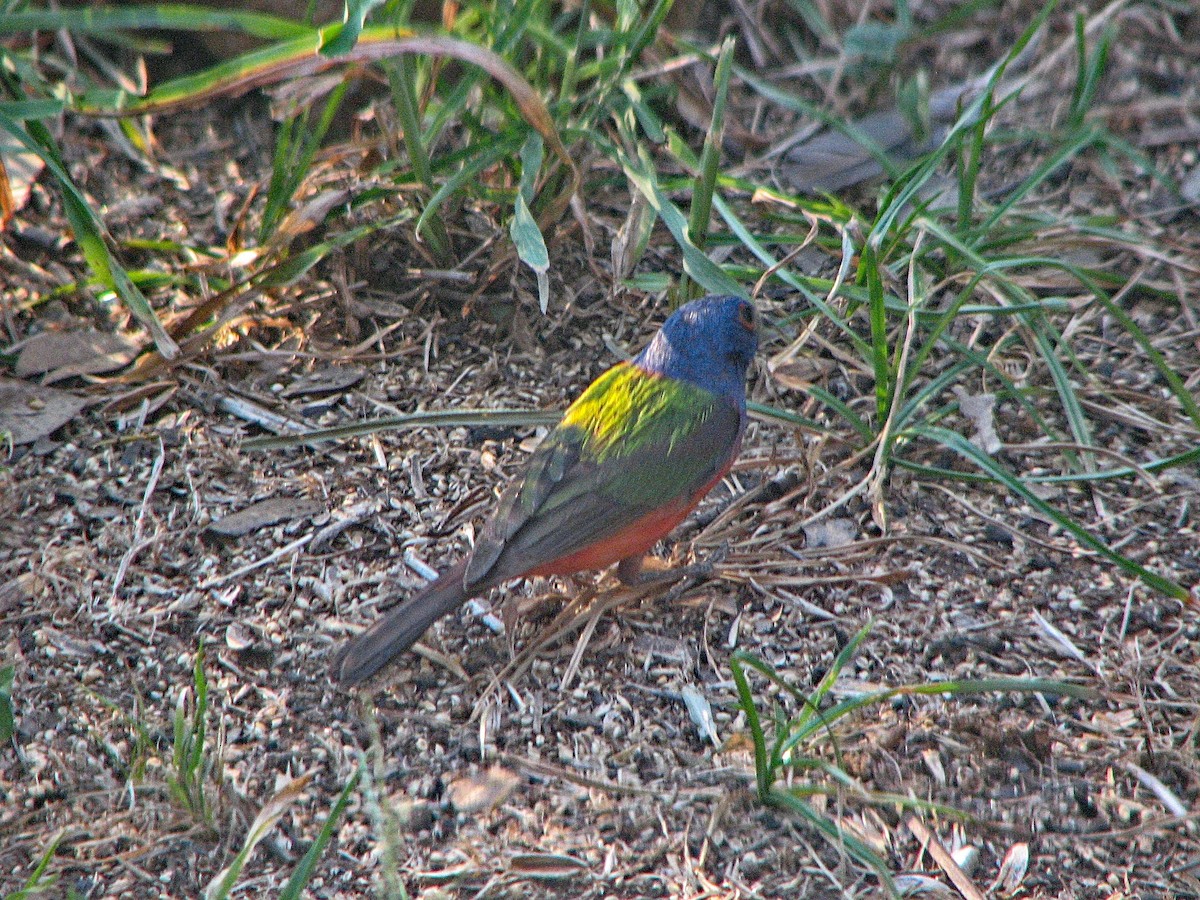 Painted Bunting - ML316532661