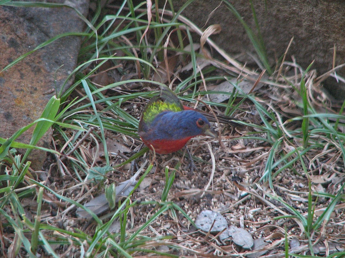 Painted Bunting - ML316532671