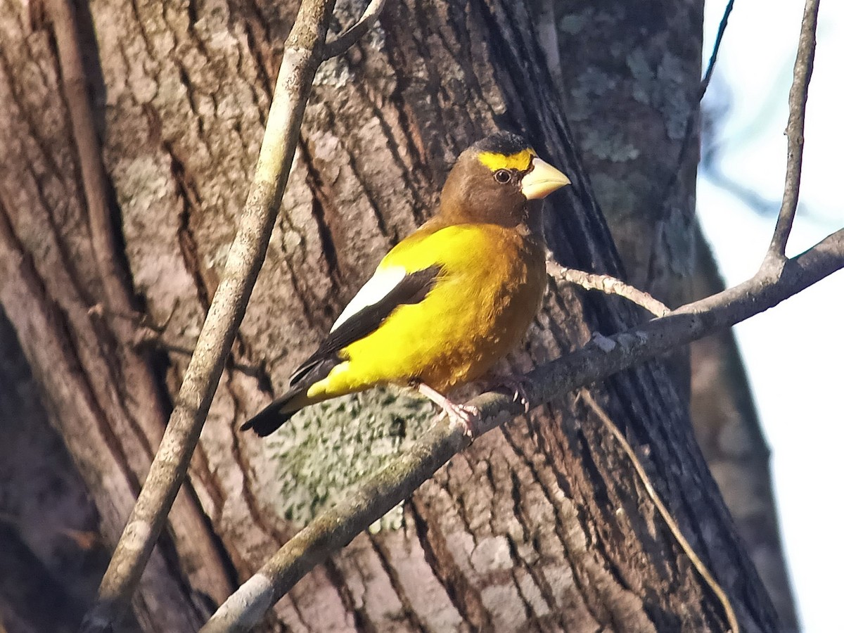 Evening Grosbeak - ML316533721