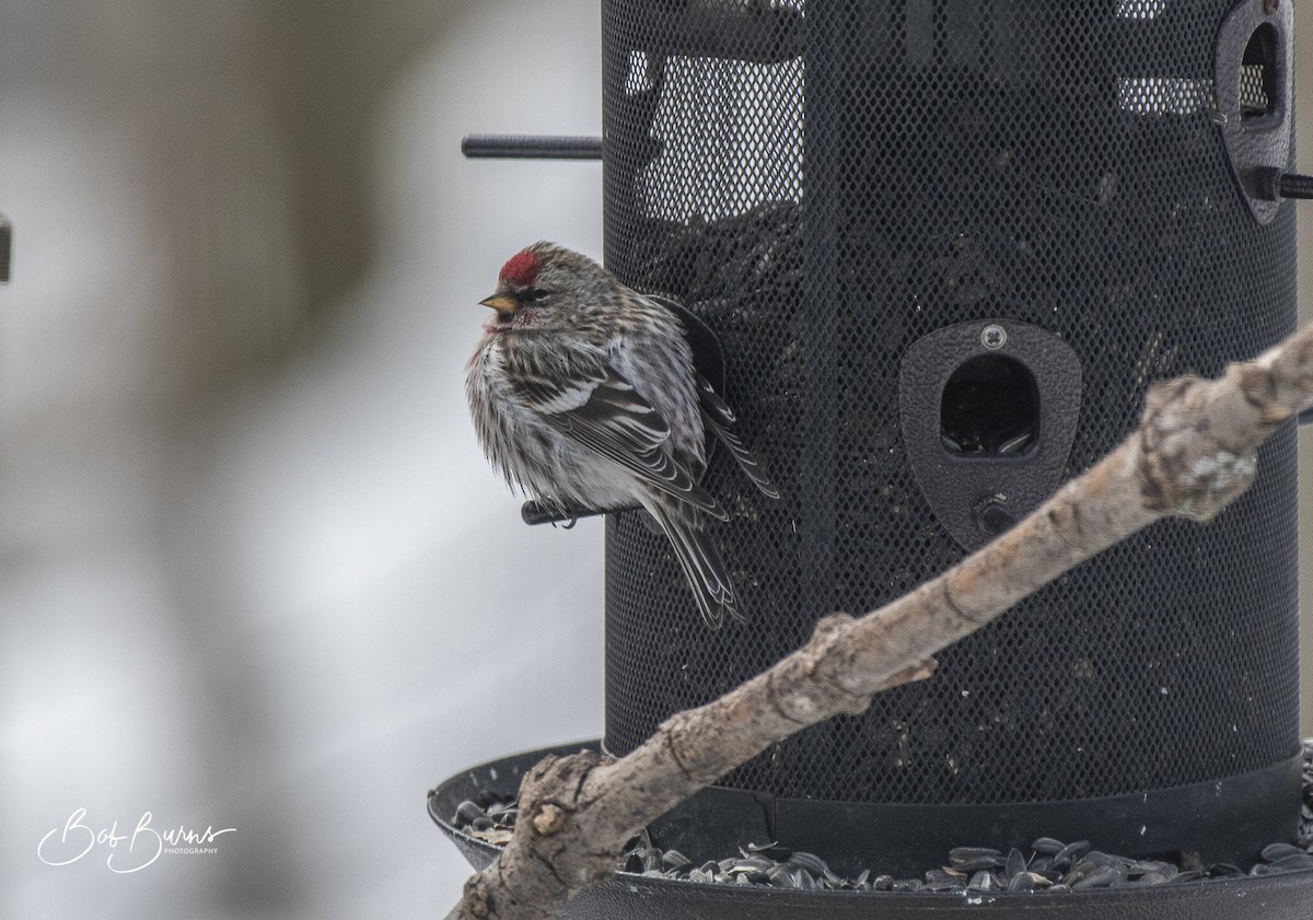 Common Redpoll - Bob Burns