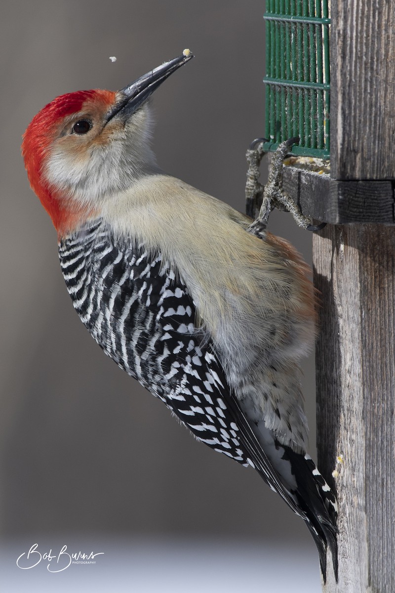 Red-bellied Woodpecker - Bob Burns