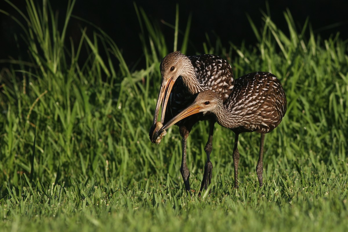 Limpkin - Alex Lamoreaux