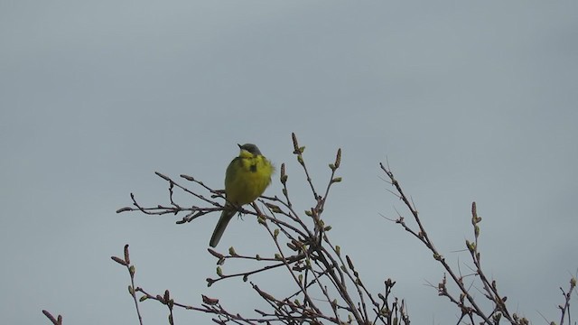 Western Yellow Wagtail - ML316537131