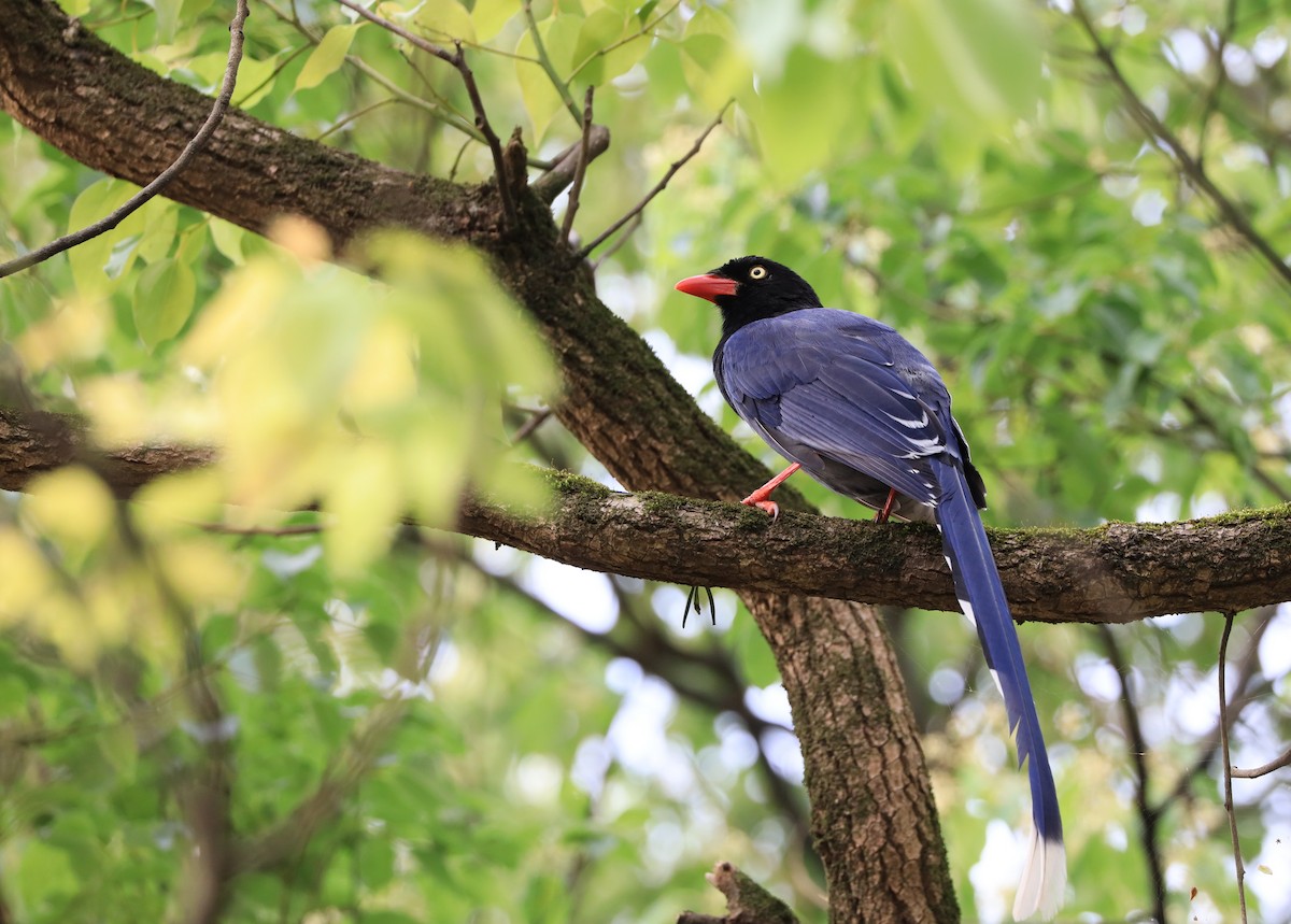 Taiwan Blue-Magpie - Allen Lyu