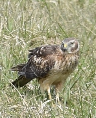 Northern Harrier - ML316538691