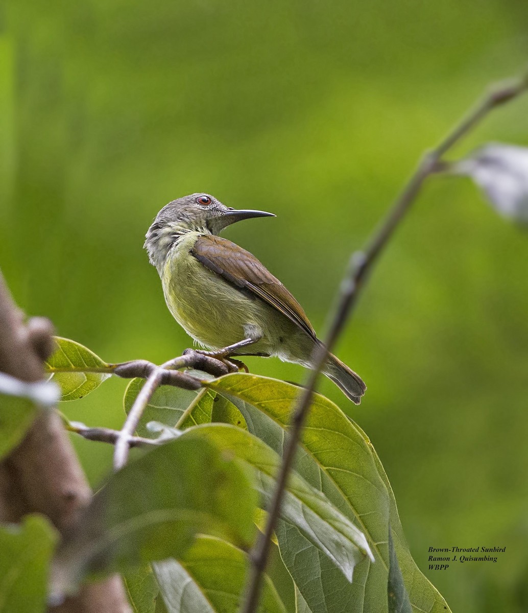 Gray-throated Sunbird - ML316540161