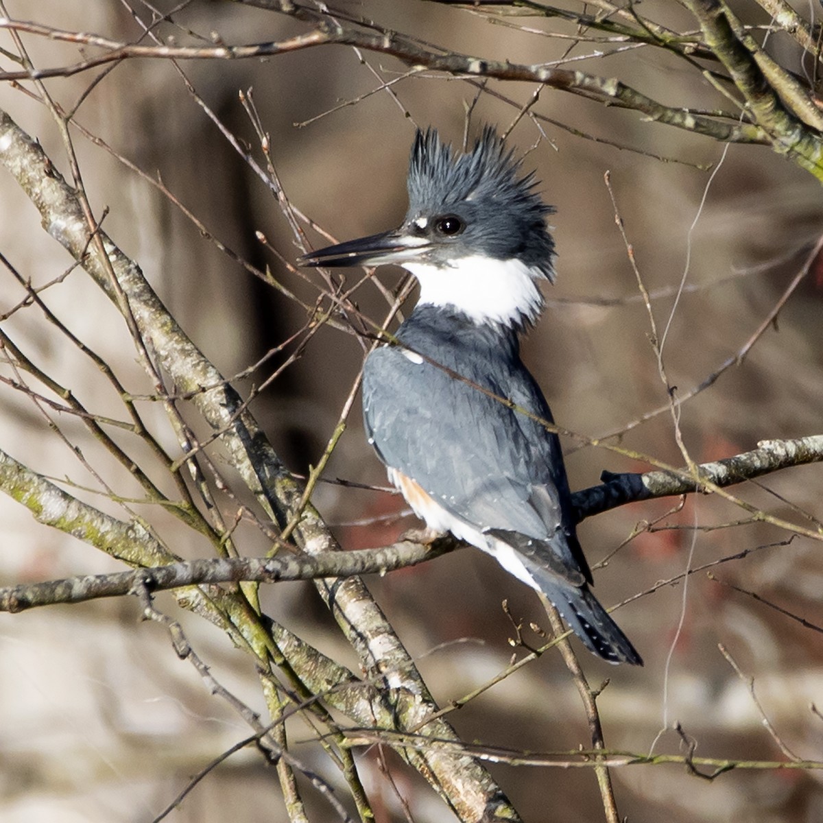 Belted Kingfisher - John Carter