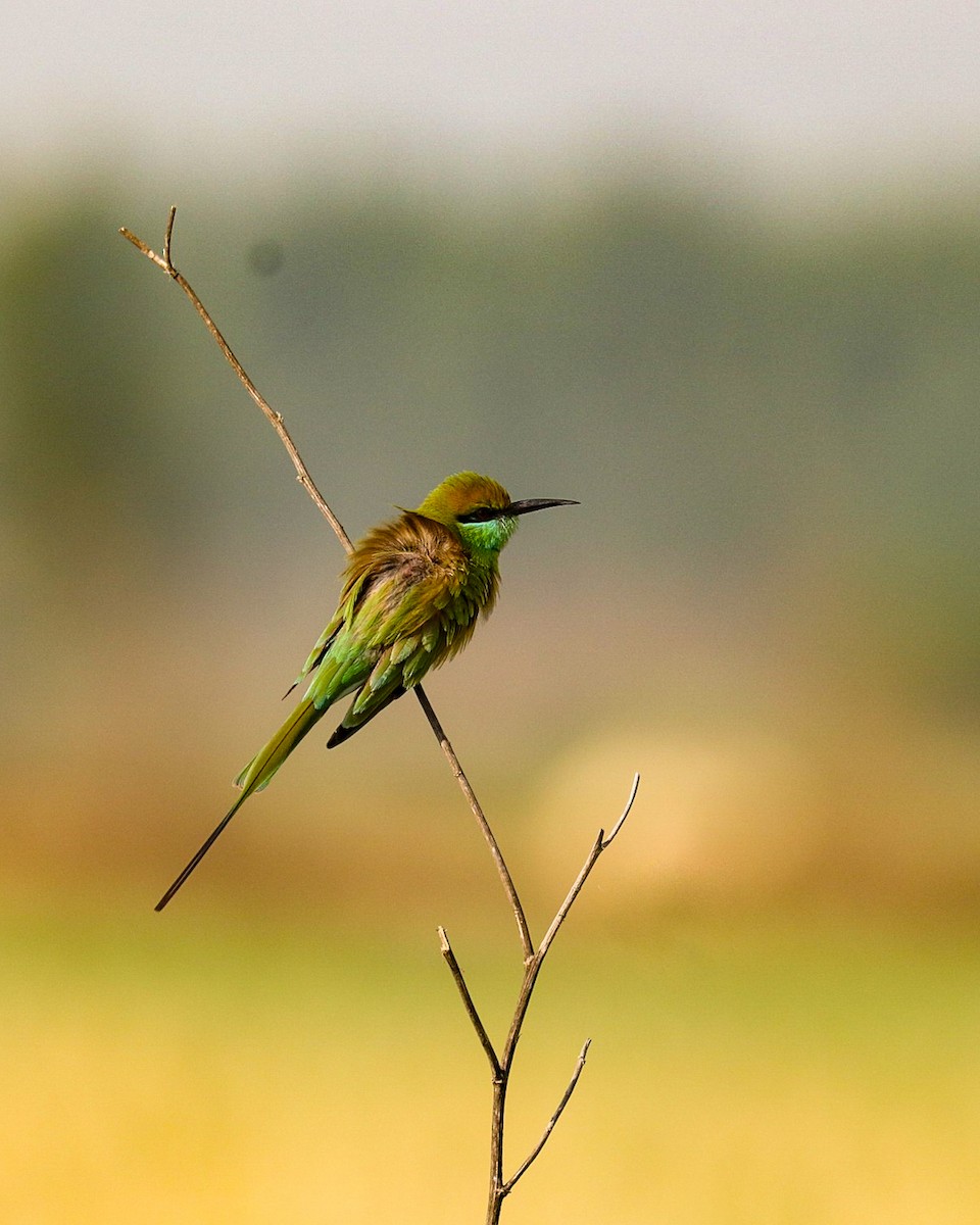 Asian Green Bee-eater - ML316540911