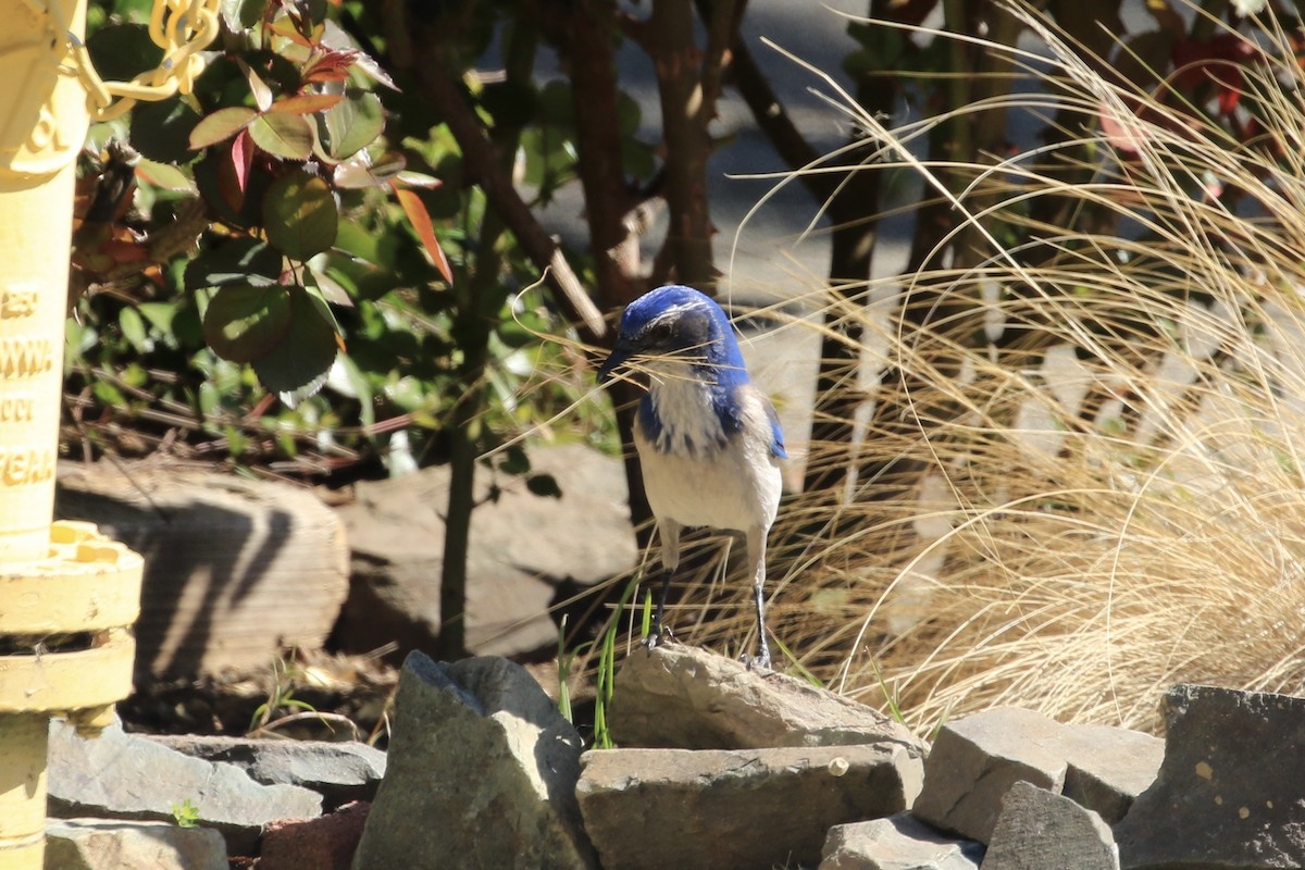 California Scrub-Jay - ML316544201