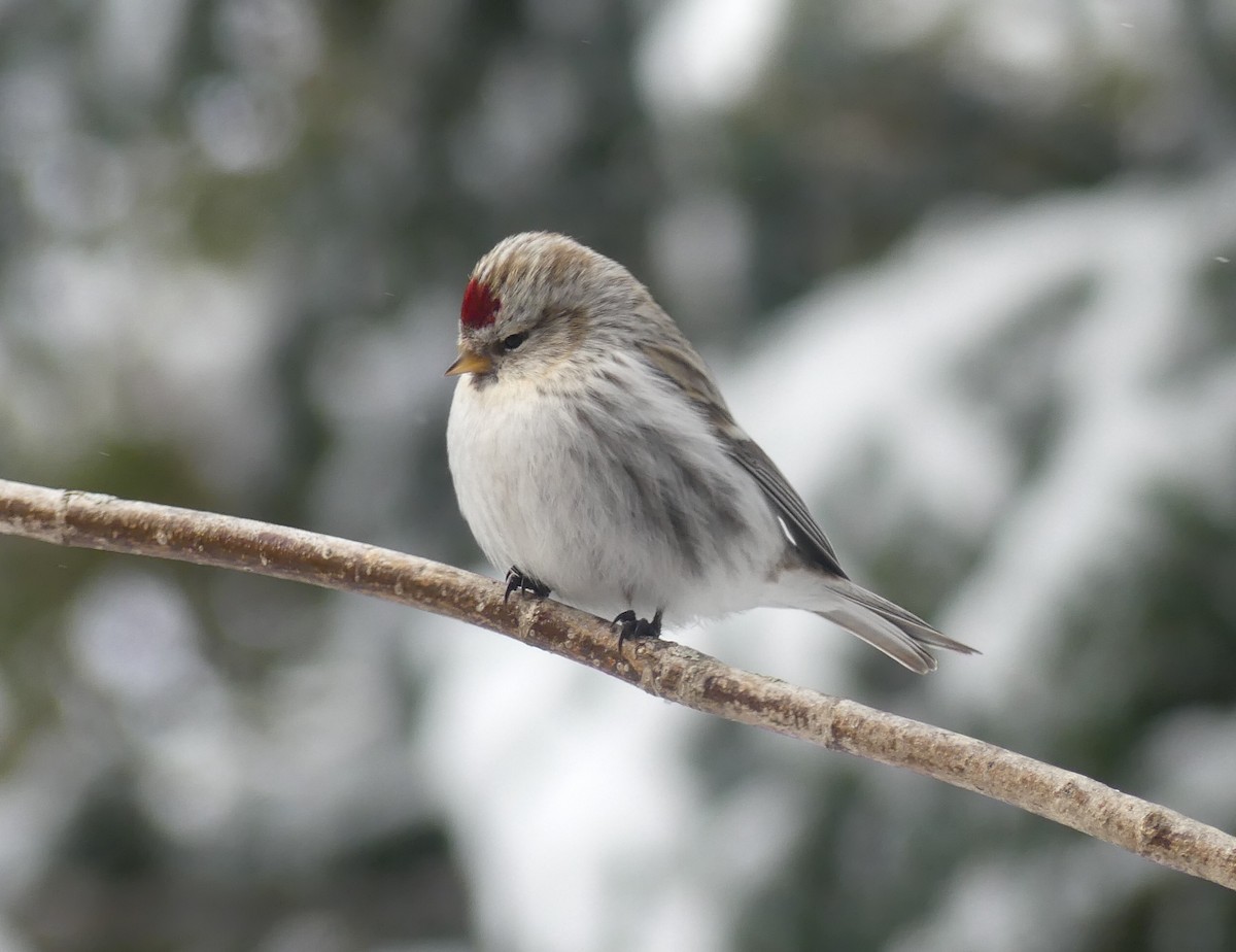 Redpoll (Hoary) - ML316544231
