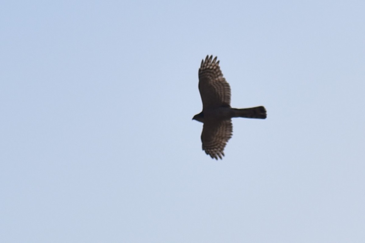 Eurasian Sparrowhawk - ML316544551