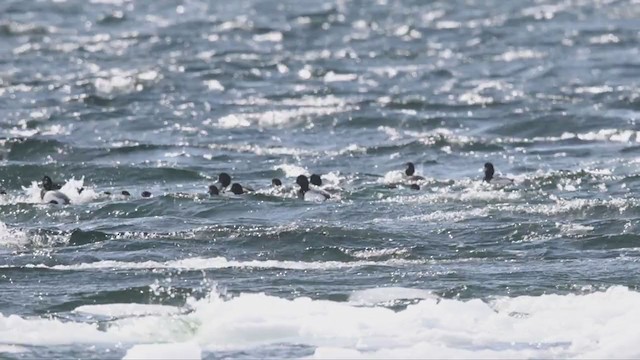 Чернь морська - ML316544571