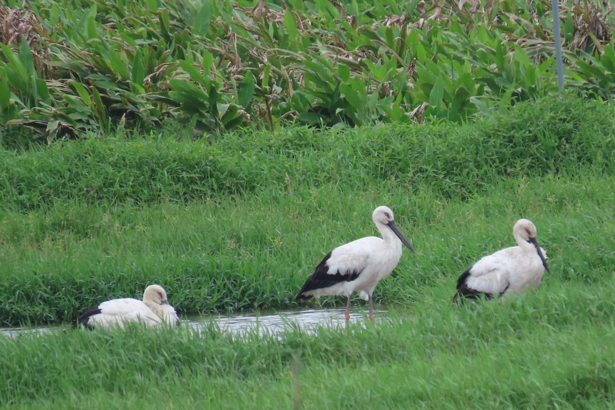 Oriental Stork - ML316544611