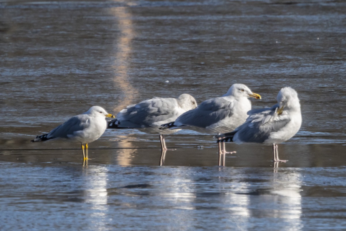 Herring Gull - ML316544681