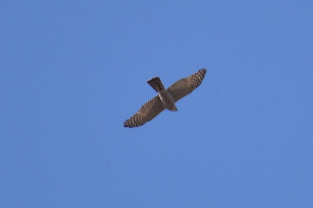 Eurasian Sparrowhawk - ML316544841