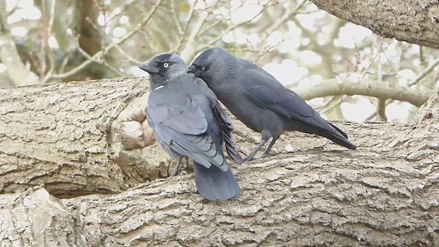 Eurasian Jackdaw - ML316545181