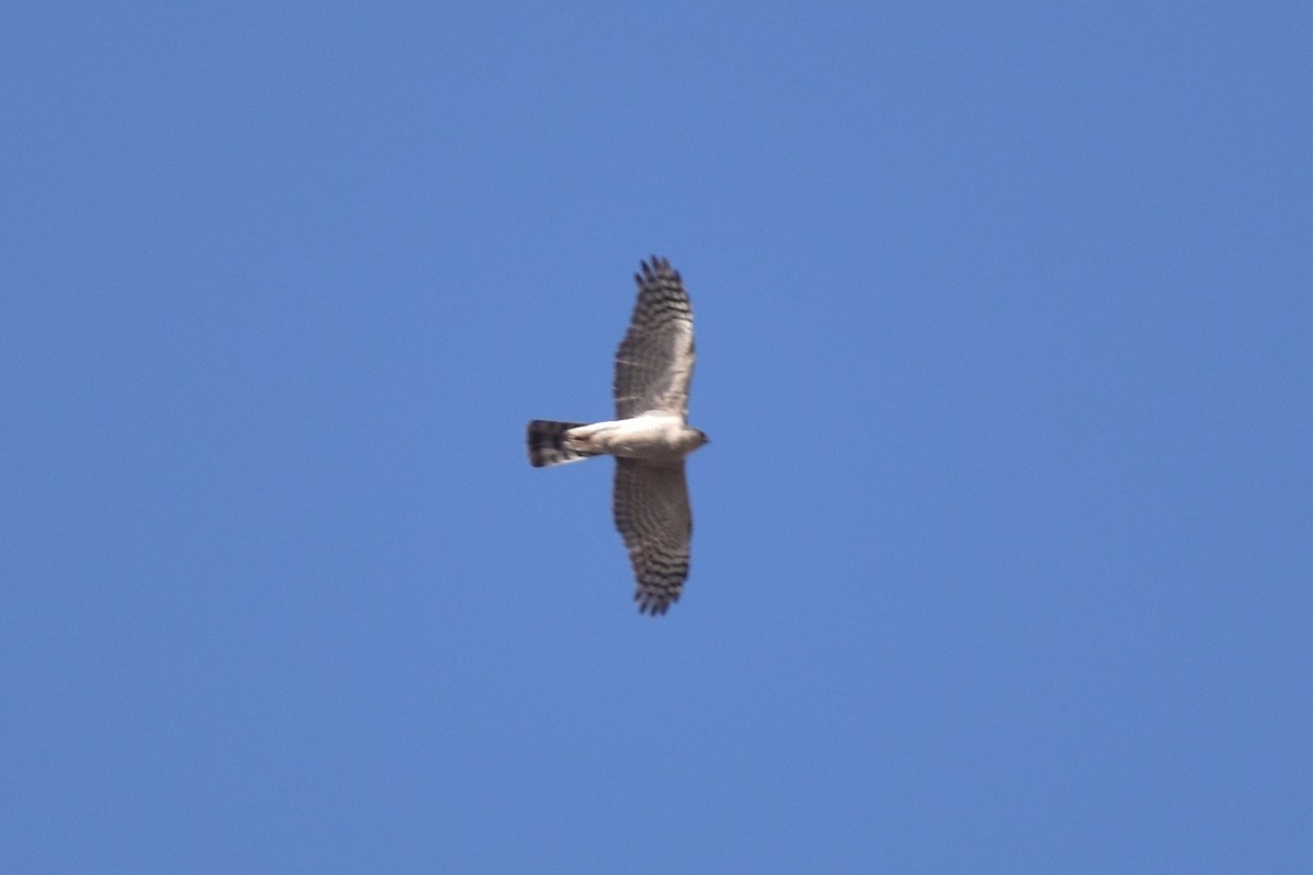 Eurasian Sparrowhawk - Samakshi Tiwari