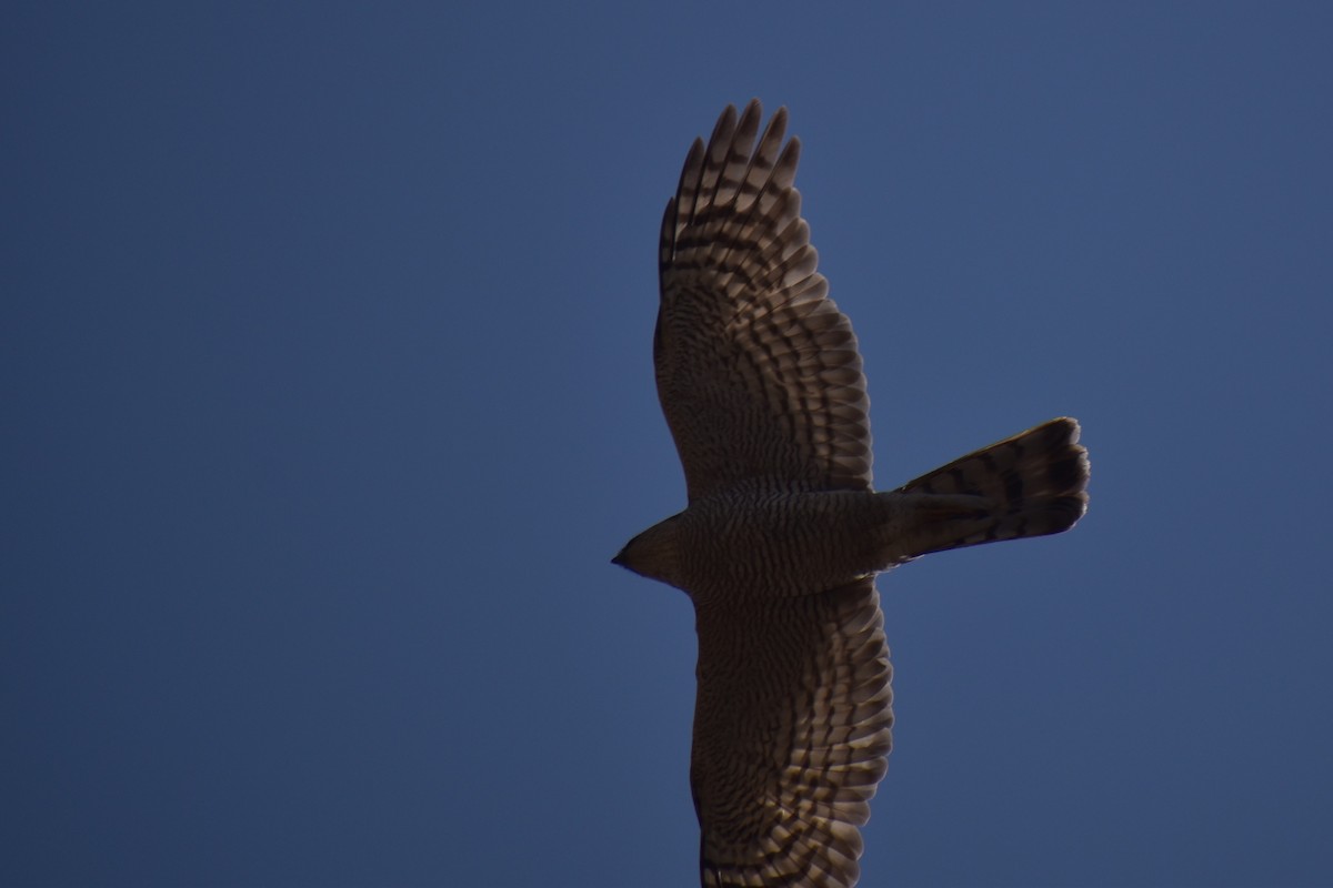 Eurasian Sparrowhawk - ML316546391