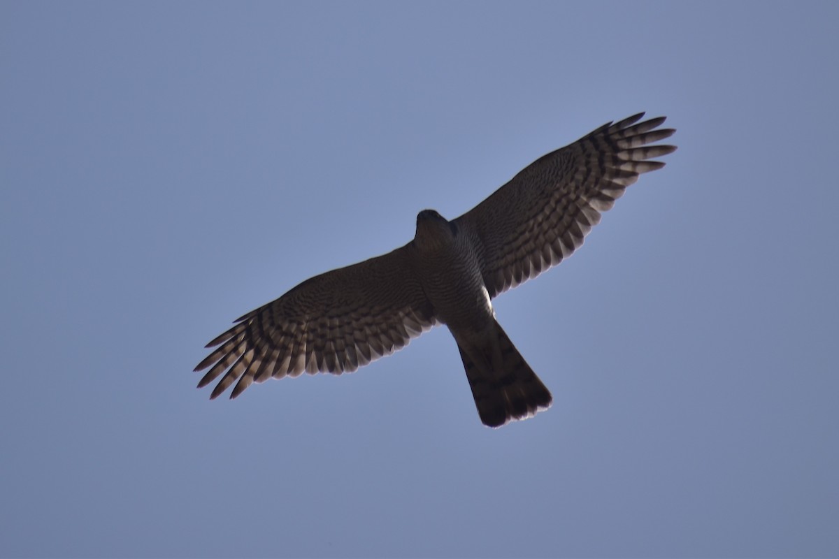 Eurasian Sparrowhawk - ML316546421