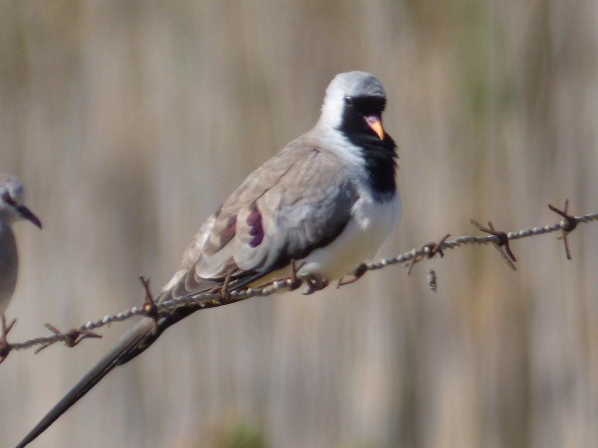 Namaqua Dove - ML316547521