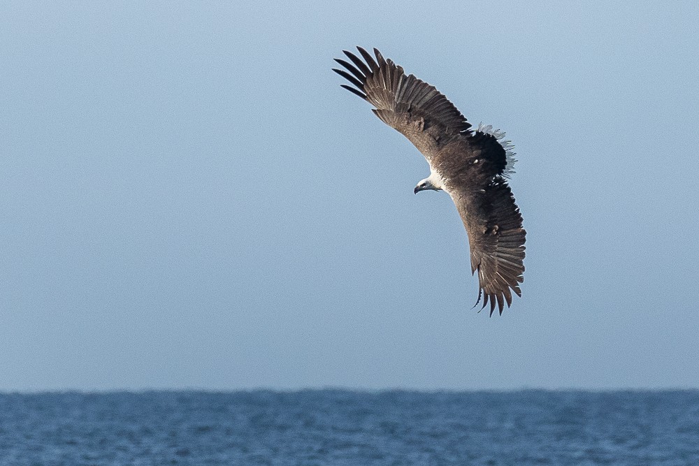 White-bellied Sea-Eagle - ML316547601