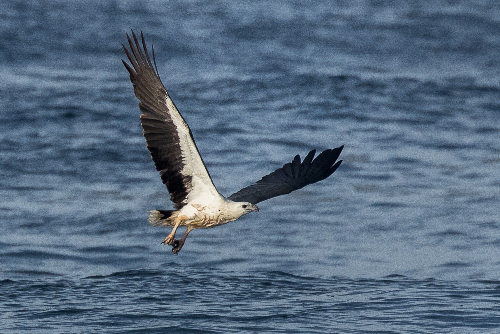 White-bellied Sea-Eagle - Francesco Veronesi