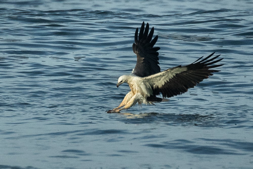 White-bellied Sea-Eagle - ML316547621