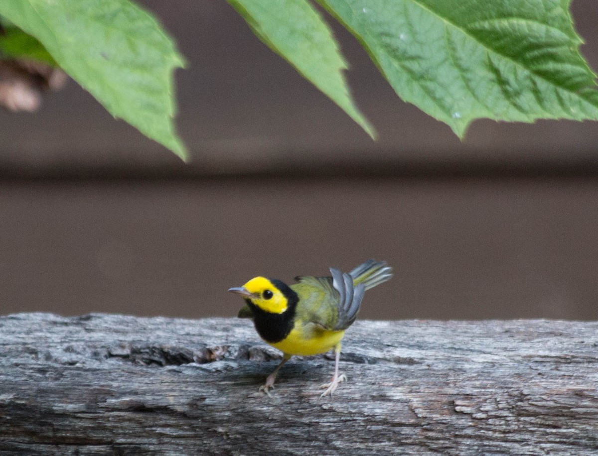 Hooded Warbler - ML31654981