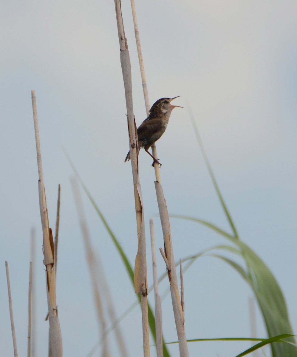 Marsh Wren - ML31655071