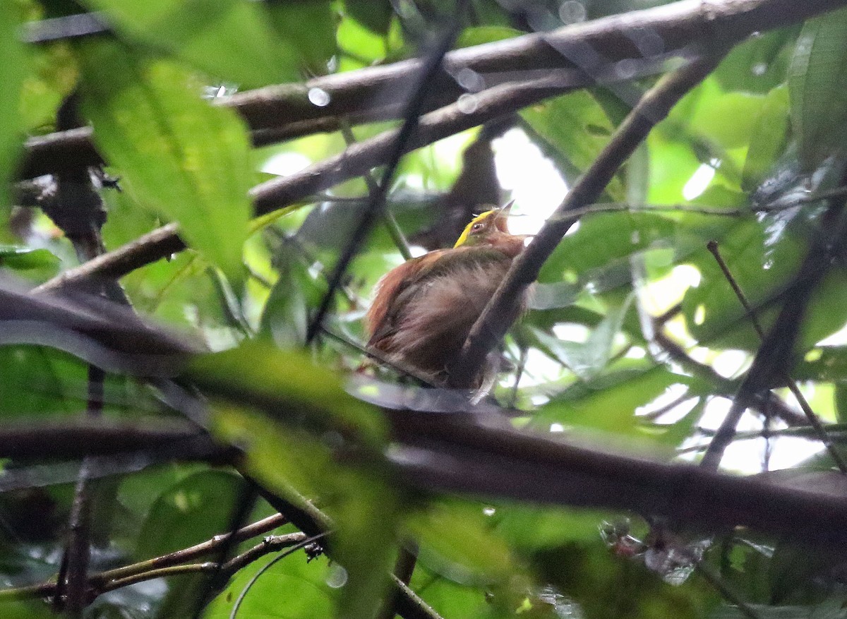 Fiery-capped Manakin - ML316550971