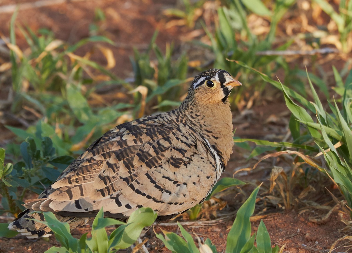 Black-faced Sandgrouse - ML31655141