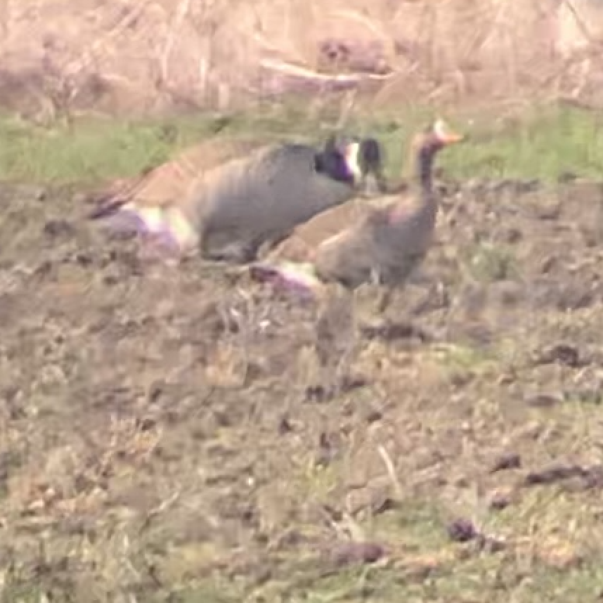 Greater White-fronted Goose - ML316552311