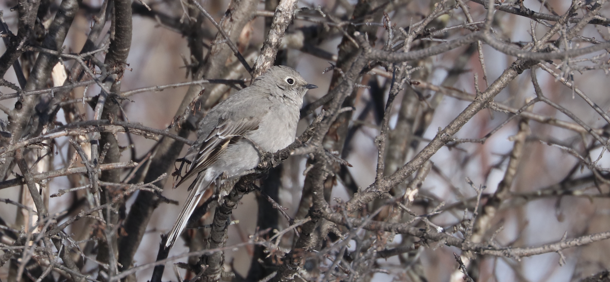 Townsend's Solitaire - James  Burk