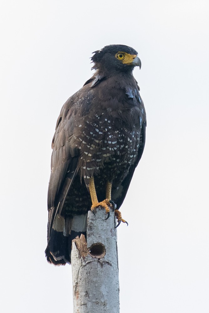 Crested Serpent-Eagle - ML316553081