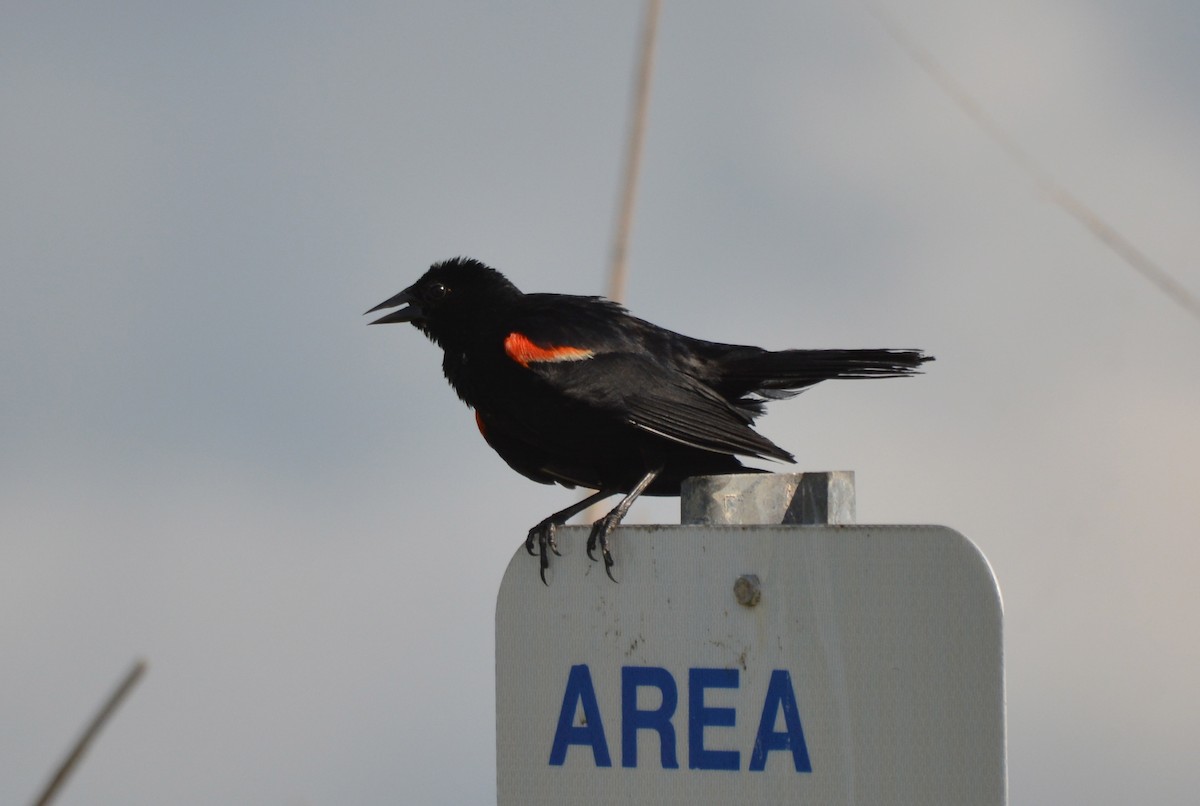 Red-winged Blackbird - ML31655391