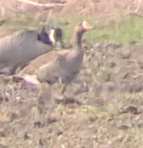 Greater White-fronted Goose - ML316553931