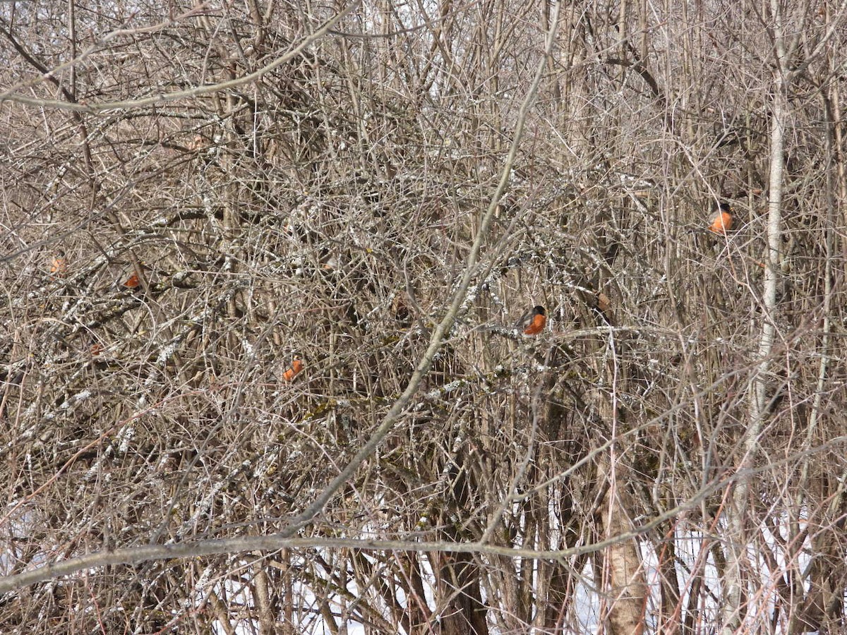 American Robin - ML316554291