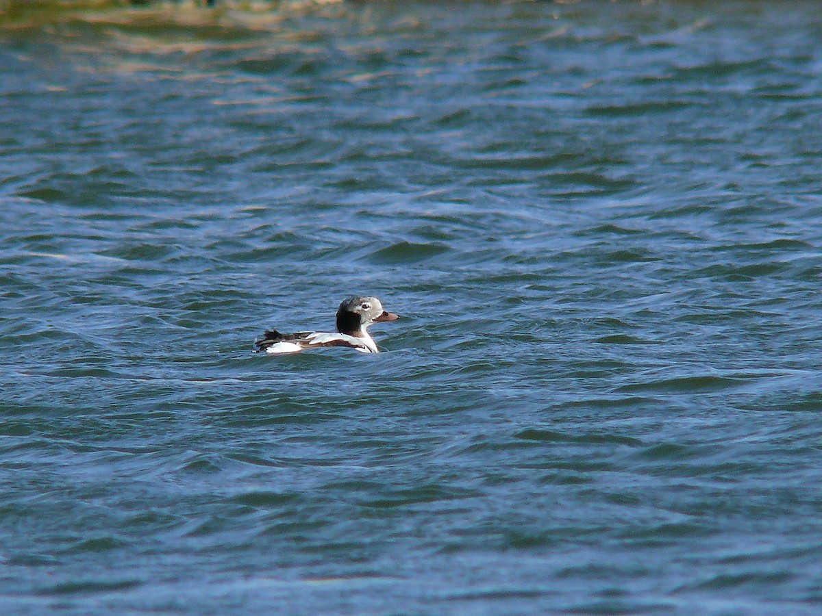 Long-tailed Duck - ML316554691