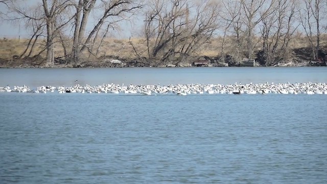 Snow Goose - ML316554711