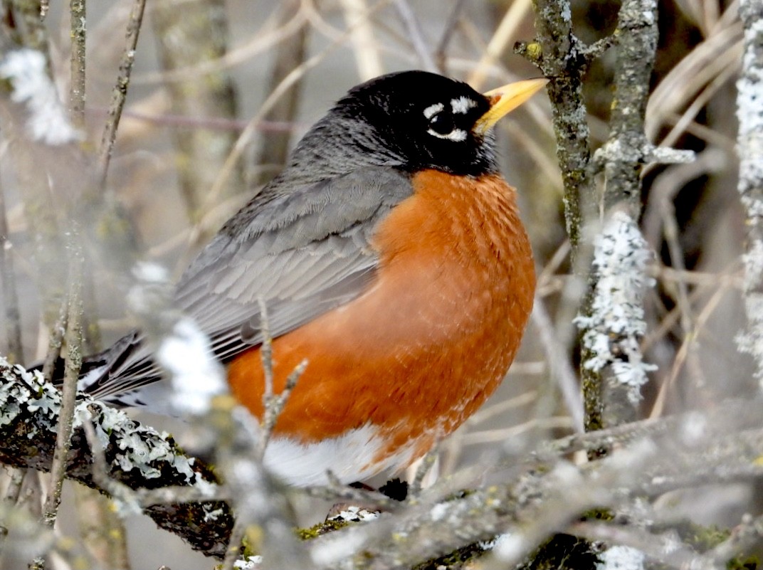 American Robin - ML316555561