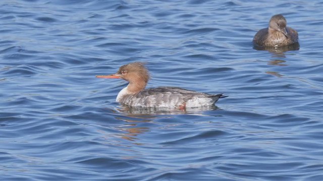 Red-breasted Merganser - ML316555671