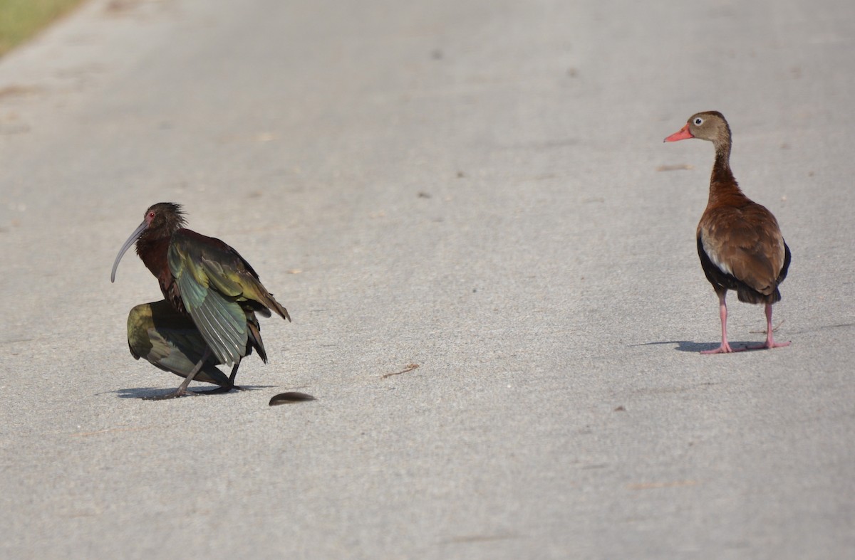 White-faced Ibis - ML31655591