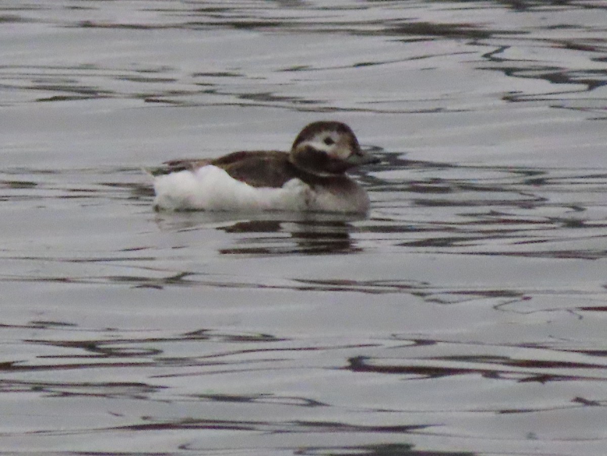 Long-tailed Duck - ML316555981