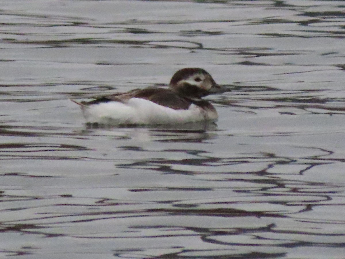 Long-tailed Duck - ML316555991