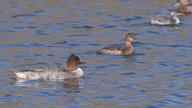 Red-breasted Merganser - ML316556441