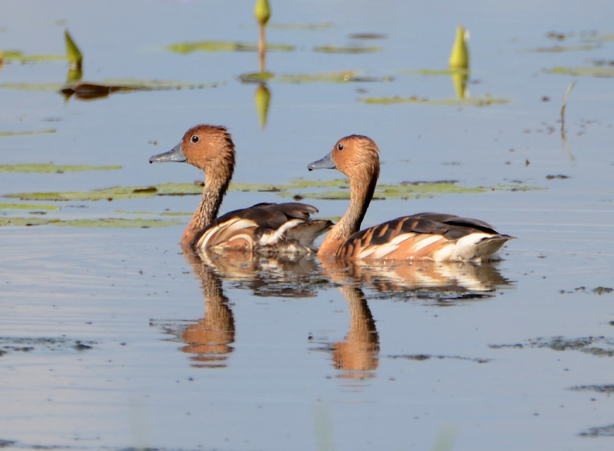 Fulvous Whistling-Duck - ML31655661