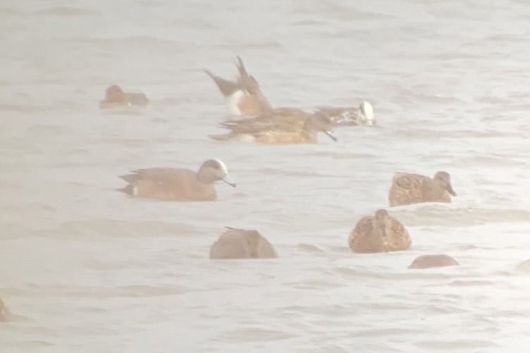 American Wigeon - Kathleen McGinley