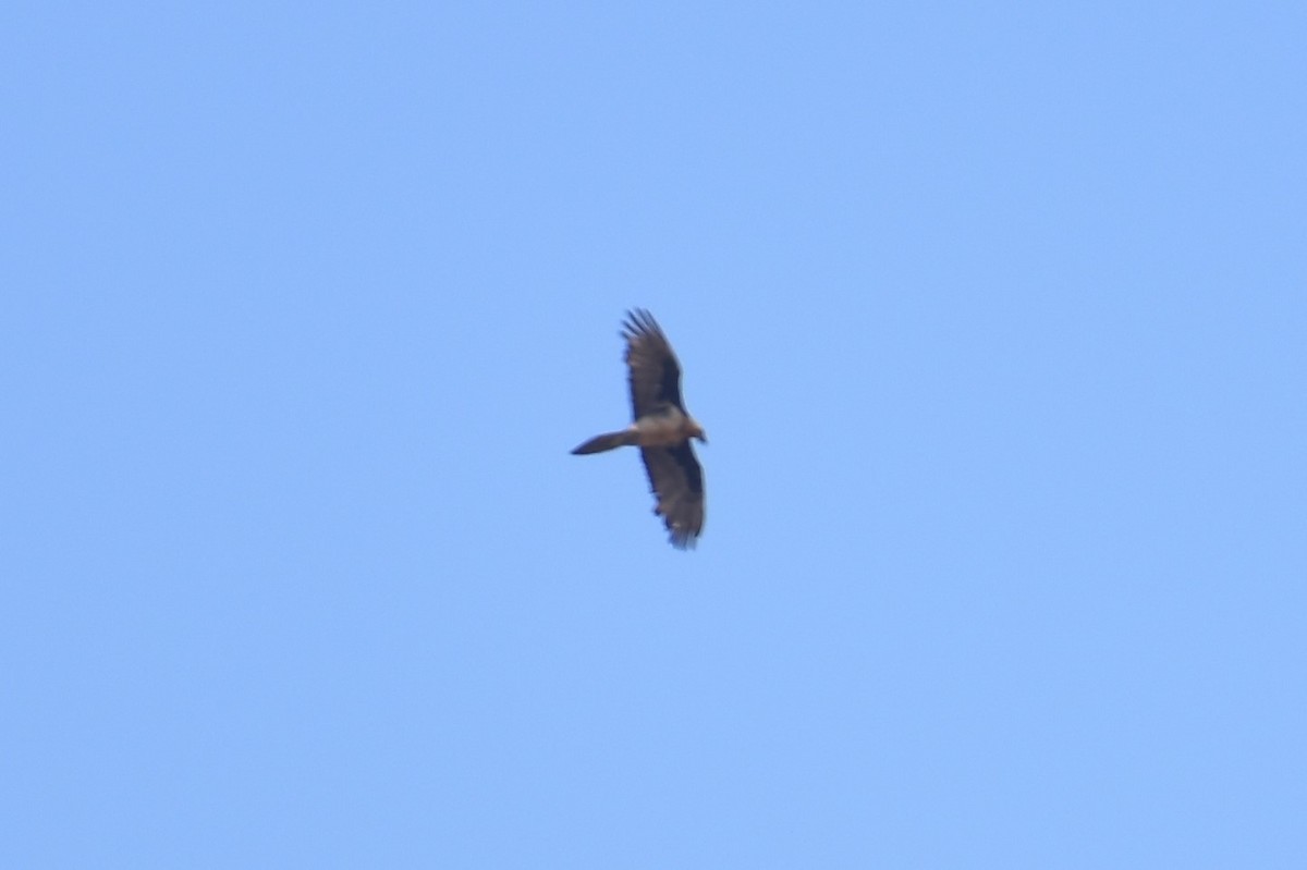 Bearded Vulture - ML316557081