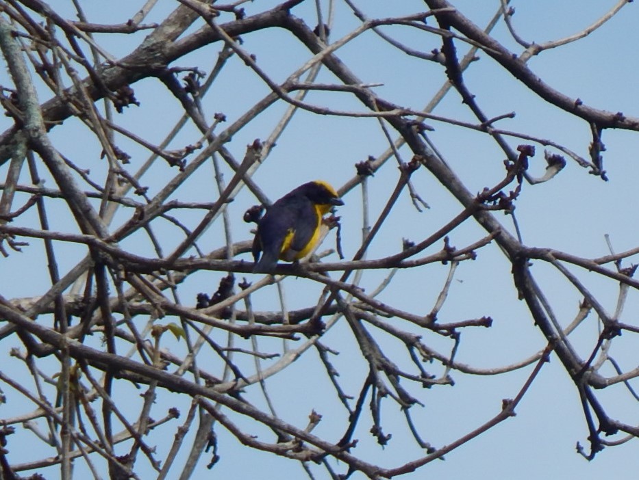 Thick-billed Euphonia - ML316557241